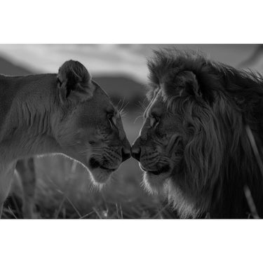 Lion and Lioness Painting Black and White